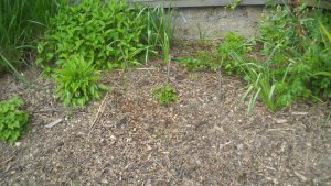 image DSCN1493.jpg (1.9MB)