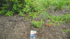 image DSCN1494.jpg (1.9MB)