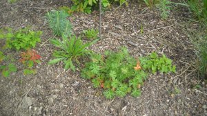 image DSCN1495.jpg (1.9MB)