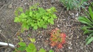 image DSCN1496.jpg (1.9MB)