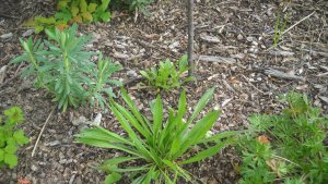 image DSCN1497.jpg (1.9MB)