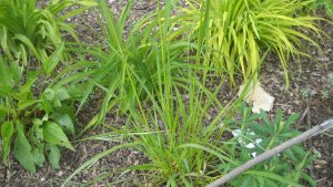 image DSCN1500.jpg (1.9MB)