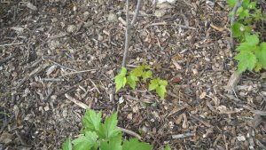 image DSCN1501.jpg (1.9MB)