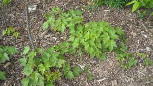 image DSCN1503.jpg (1.9MB)