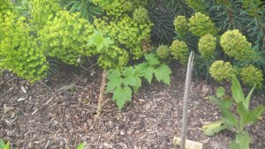 image DSCN1504.jpg (1.9MB)