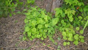 image DSCN1505.jpg (1.9MB)