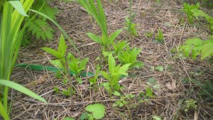 image DSCN1506.jpg (1.9MB)