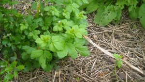 image DSCN1507.jpg (1.9MB)