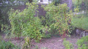 image DSCN1510.jpg (1.9MB)