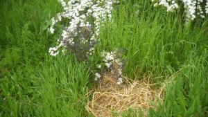 image DSCN1514.jpg (1.9MB)