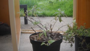 image DSCN1523.jpg (1.8MB)