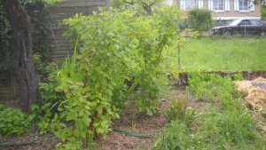 image DSCN1525.jpg (1.9MB)