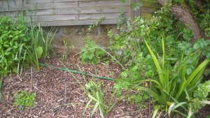 image DSCN1530.jpg (1.9MB)