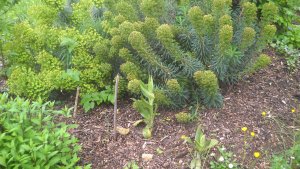 image DSCN1533.jpg (1.9MB)