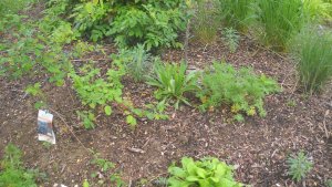 image DSCN1534.jpg (1.9MB)