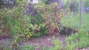 image DSCN1542.jpg (1.9MB)