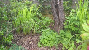 image DSCN1543.jpg (1.9MB)