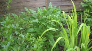 image DSCN1544.jpg (1.8MB)