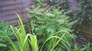 image DSCN1545.jpg (1.9MB)