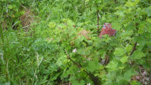 image DSCN1549.jpg (1.9MB)