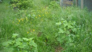 image DSCN1550.jpg (1.9MB)