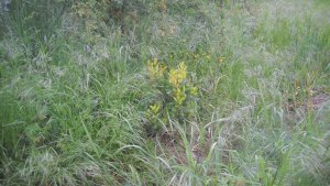 image DSCN1552.jpg (1.9MB)