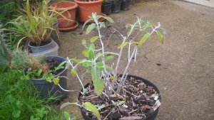 image DSCN1556.jpg (1.9MB)