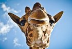 marielabandibar_girafe-1743-990x7421-zoom.jpg