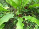 image IMG_0052.jpg (0.8MB)
