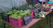 image legumes.jpg (3.0MB)