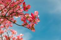 MyceliuM_fleurs-cerisier-formation-ortho.jpg