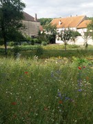champsfleurissants_img_20150719_172822.jpeg