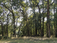 legrillondeschenaies_image-bois.gif