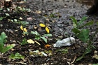 cleanwalkclairmarais_plastic-water-bottle-in-nature.jpg