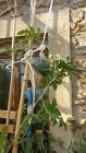20260729_pasteque_small.jpg