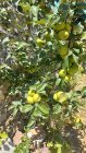 20260728_pommes2.jpg