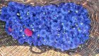 20260619_bleuet.jpg