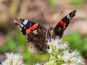 image JdP010824088bs.jpg (0.4MB)