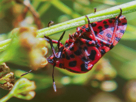 image JdS050824166bs.gif (1.5MB)