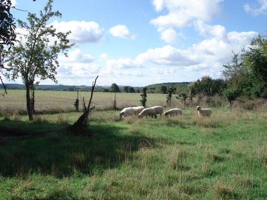 image moutons1