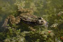 image Grenouille_rieuse.jpg (0.3MB)