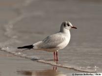 image Mouette_rieuse.jpg (22.4kB)