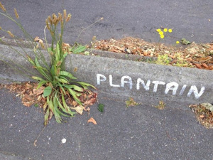 plantinlanceoleoletestadmin_plantin.jpg